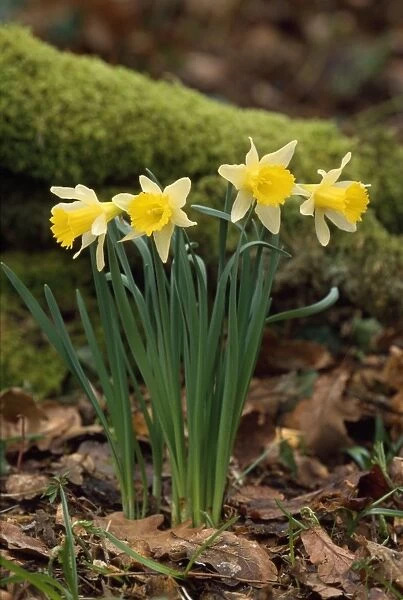 Daffodils. DAD-1447. DAFFODIL - x four in a clump. Probably cultivated. David C Dixon.