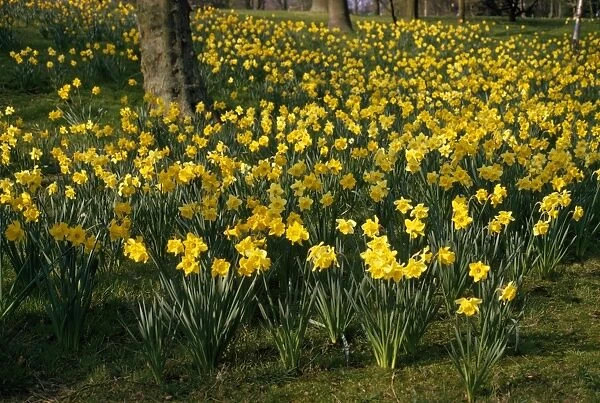 Daffodils. SG-7764. DAFFODILS. Ardea London.