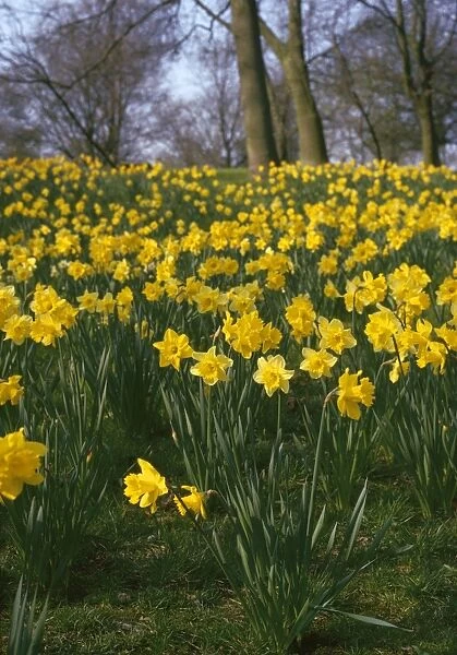 Daffodils - mass