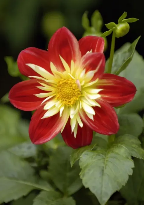 Framed Print : Dahlia Babylon East Sussex garden. July Framed Print : Dahlia Babylon East Sussex garden. July