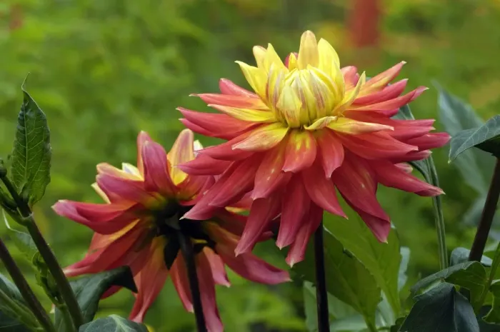Framed Print : Dahlia Brandaris Kent Garden, UK Framed Print : Dahlia Brandaris Kent Garden, UK