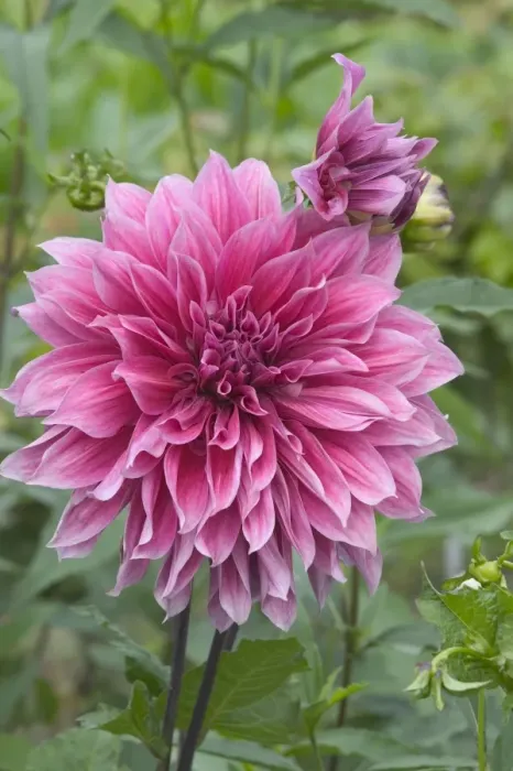 Framed Print : Dahlia - close-up of flower