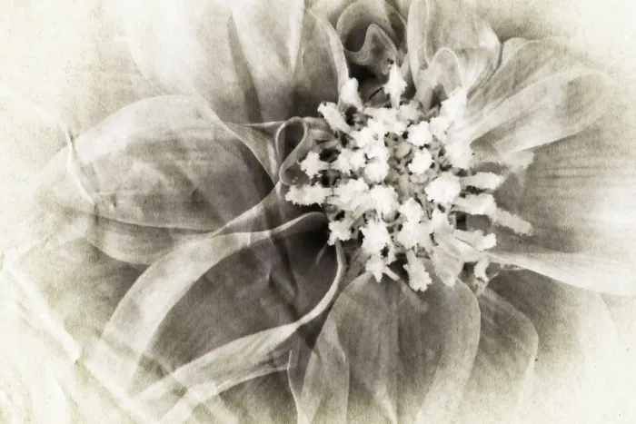 Framed Print : Dahlia Digital Manipulation: turned B&W, aged Framed Print : Dahlia Digital Manipulation: turned B&W, aged