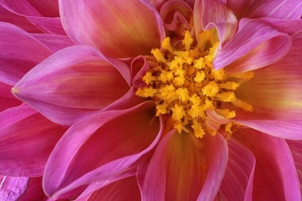 Dahlia detail of a pink coloured blossom Baden-Wuerttemberg, Germany