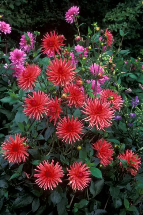 Framed Print : Dahlia - Pontiac - Victorian walled Kitchen garden at West Dean Gardens, West Sussex. UK. September Framed Print : Dahlia - Pontiac - Victorian walled Kitchen garden at West Dean Gardens, West Sussex. UK. September