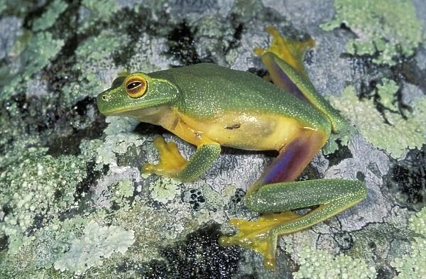 Dainty Green Treefrog - Mossman - Queensland - Australia