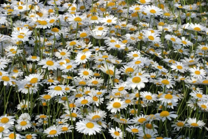Framed Print : Daisies - Mass