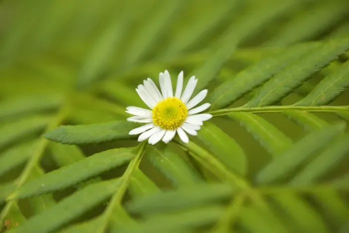 Framed Print : Daisy - The bloom of a flowering daisy has caught in the filigrane leaf of a fern. The daisy's yellow central disc is the exact centre of the image - New South Wales, Australia Framed Print : Daisy - The bloom of a flowering daisy has caught in the filigrane leaf of a fern. The daisy's yellow central disc is the exact centre of the image - New South Wales, Australia