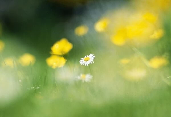 Daisy & Buttercups in flower meadow, UK
