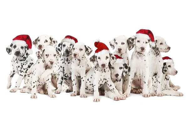 Dalamatian Dogs - with Christmas hats Digital Manipulation: Hats (Su)