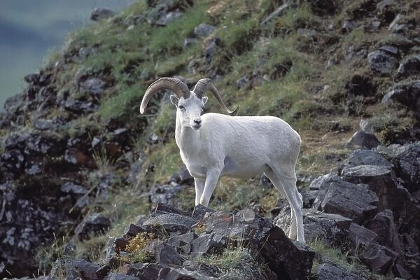 Dall Sheep - Denali National Park - Alaska
