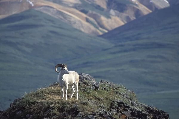 Dall Sheep - Denali National Park, Alaska