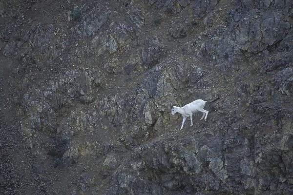 Dall Sheep - on rock scree-slope - Denali National Park, Alaska