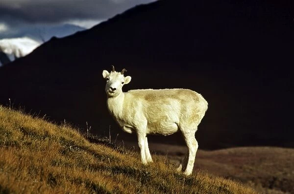 Dall's Sheep - female