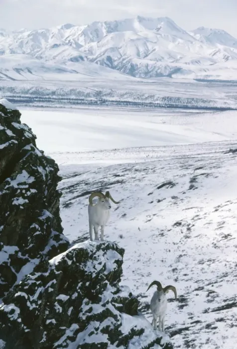 Framed Print : Dall's Sheep - mature rams. Alaska Range Mountains. April Framed Print : Dall's Sheep - mature rams. Alaska Range Mountains. April