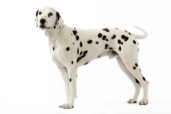 Dalmatian. LA-3511. Dog - Dalmatian. Jean Michel Labat