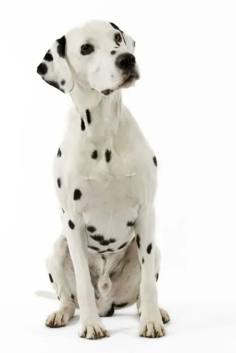 Framed Print : Dalmatian. LA-3512. Dog - Dalmatian. Jean Michel Labat Framed Print : Dalmatian. LA-3512. Dog - Dalmatian. Jean Michel Labat