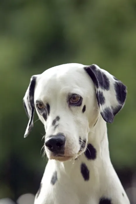 Framed Print : Dalmatian - close-up of head Framed Print : Dalmatian - close-up of head