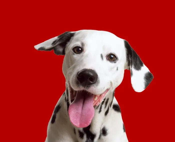 Framed Print : Dalmatian Dog Digital Mainpulation: Red background Framed Print : Dalmatian Dog Digital Mainpulation: Red background