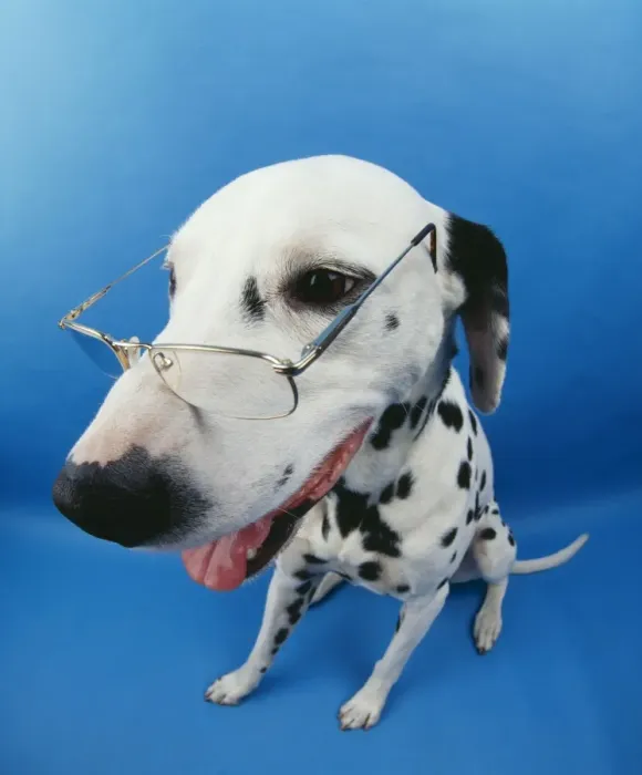 Framed Print : Dalmatian Dog With glasses. Fish eye lense Framed Print : Dalmatian Dog With glasses. Fish eye lense
