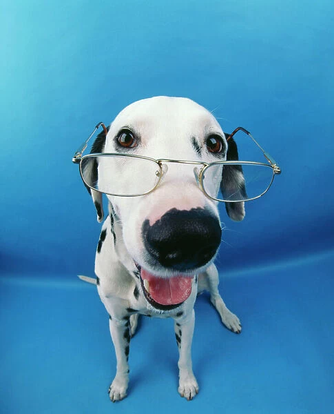 Dalmatian Dog With glasses, fish eye lense