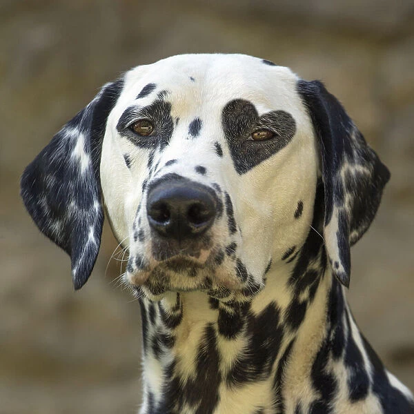 Dalmatian Dog with heart shaped spot over eye