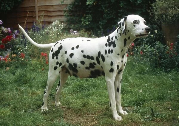 Dalmatian Dog Pergnant