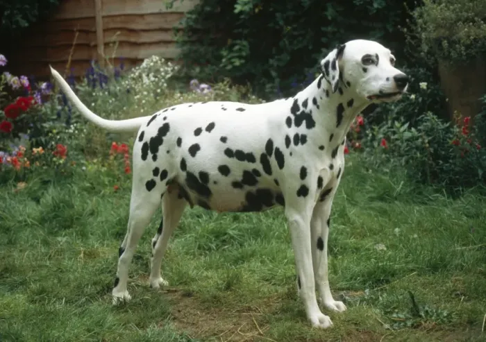 Framed Print : Dalmatian Dog Pergnant Framed Print : Dalmatian Dog Pergnant
