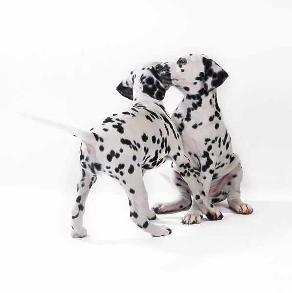 Dalmatian Dog - puppies