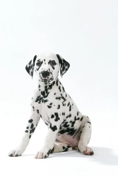 Dalmation Postcard For Animal Lovers 100% Recycled Paper
