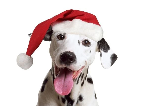 Dalmatian Dog - wearing Christmas hat Digital Manipulation: Christmas hat
