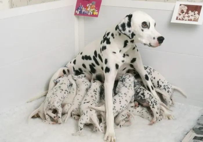Framed Print : Dalmatian Dog whelping Mother with puppies Framed Print : Dalmatian Dog whelping Mother with puppies