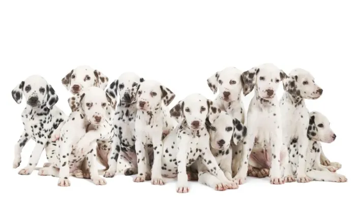 Framed Print : Dalmatian Dogs Framed Print : Dalmatian Dogs