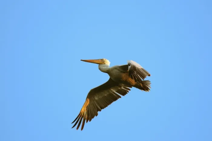 Framed Print : Dalmatian Pelican - in flight. Dombes - Ain - France Framed Print : Dalmatian Pelican - in flight. Dombes - Ain - France
