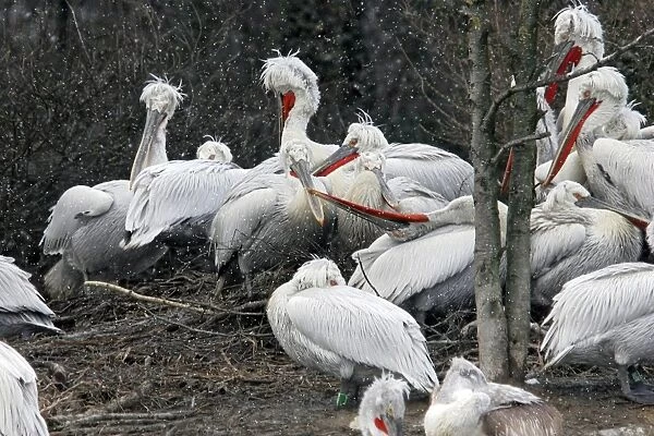 Dalmatian Pelican - group in the snow. captive. Dombes - Ain - France
