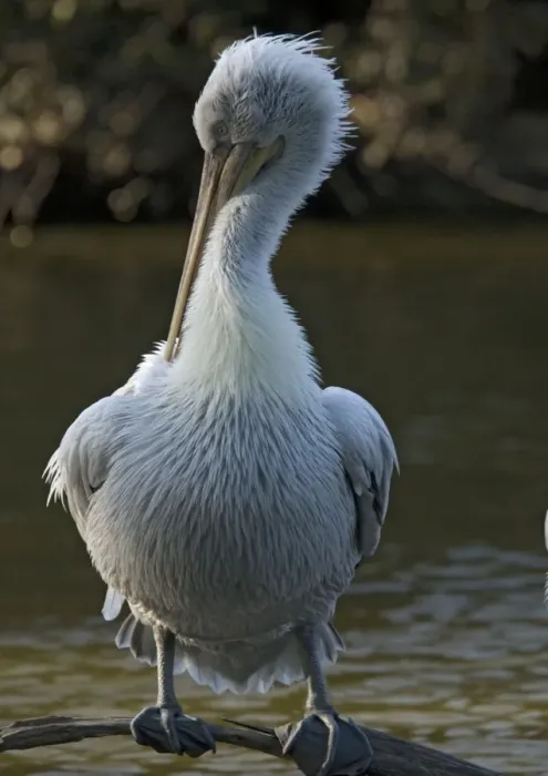 Framed Print : Dalmatian Pelican. Rare south-east european species. Preening Framed Print : Dalmatian Pelican. Rare south-east european species. Preening