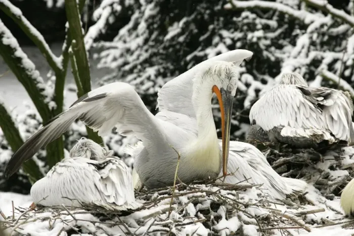Framed Print : Dalmatian Pelican - in the snow. captive. Dombes - Ain - France