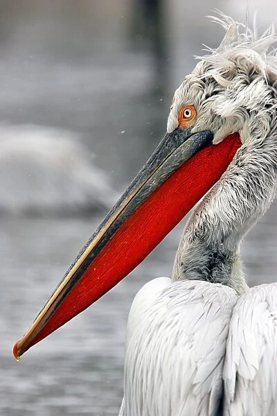 Dalmatian Pelican - in the snow. captive. Dombes - Ain - France