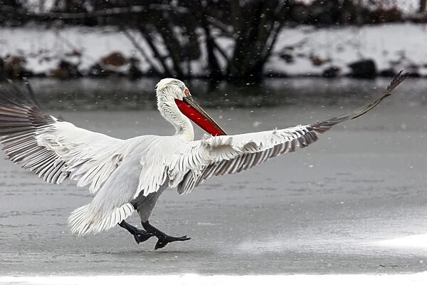 Dalmatian Pelican - in the snow. captive. Dombes - Ain - France