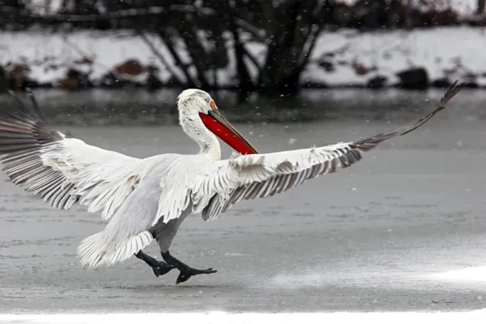 Framed Print : Dalmatian Pelican - in the snow. captive. Dombes - Ain - France Framed Print : Dalmatian Pelican - in the snow. captive. Dombes - Ain - France