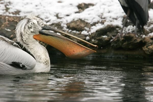 Dalmatian Pelican - in water. captive. Dombes - Ain - France