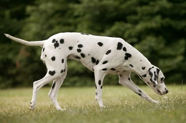 Dalmatian - sniffing