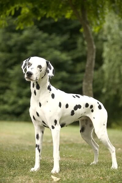 Dalmatian - standing