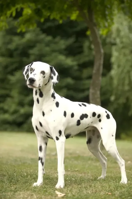 Framed Print : Dalmatian - standing Framed Print : Dalmatian - standing