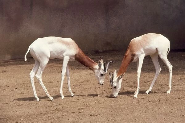 Dama  /  Addra  /  Red-shouldered  /  Re-necked Gazelle - endangered, male & female. Distrubution: Eastern Sahara