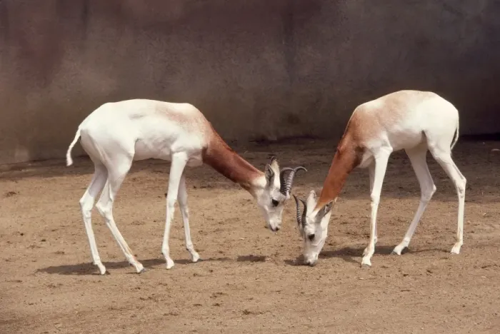 Framed Print : Dama / Addra / Red-shouldered / Re-necked Gazelle - endangered, male & female. Distrubution: Eastern Sahara Framed Print : Dama / Addra / Red-shouldered / Re-necked Gazelle - endangered, male & female. Distrubution: Eastern Sahara