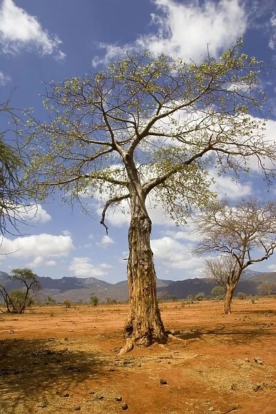 Damage to baobab by elephant in the Ngulia Black Rhino Sanctuary in Kenya's Tsavo West National Park. Ngulia is a protected stronghold for the highly endangered Black or Hook-lipped rhinoceros which is now a CITES Appendix 1 listed species
