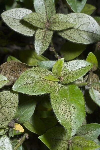 Damage to foliage of ornamental shrub caused by infestation of thrips. Silvering of leaf surface characteristic. Grahamstown, Eastern Cape, South Africa