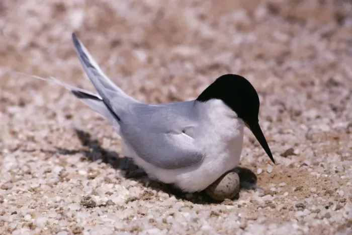 Framed Print : Damara Tern Namibia, Africa Framed Print : Damara Tern Namibia, Africa
