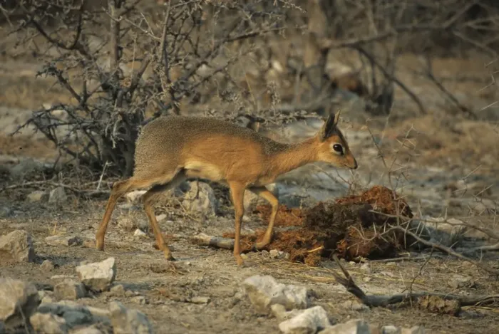 Framed Print : Damaraland Dik Dik - Male - Etosha National Park, Namibia, Africa MA001155 Framed Print : Damaraland Dik Dik - Male - Etosha National Park, Namibia, Africa MA001155